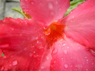 Water droplets on Adenium obesum flowers in the Philippines Photos taken in Poblacion, Baliuag, Bulacan Category:Sitios and puroks of the Philippines Subdivisions of the Philippines Barangays  Poblaci