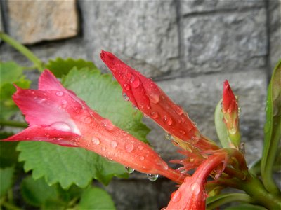 Water droplets on Adenium obesum flowers in the Philippines Photos taken in Poblacion, Baliuag, Bulacan Category:Sitios and puroks of the Philippines Subdivisions of the Philippines Barangays  Poblaci
