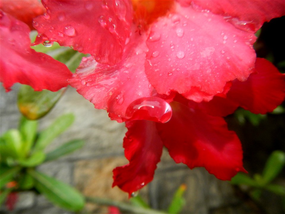 Water droplets on Adenium obesum flowers in the Philippines Photos taken in Poblacion, Baliuag, Bulacan Category:Sitios and puroks of the Philippines Subdivisions of the Philippines Barangays  Poblaci