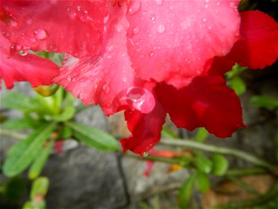 Water droplets on Adenium obesum flowers in the Philippines Photos taken in Poblacion, Baliuag, Bulacan Category:Sitios and puroks of the Philippines Subdivisions of the Philippines Barangays  Poblaci