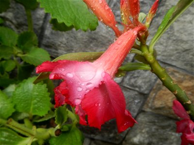 Water droplets on Adenium obesum flowers in the Philippines Photos taken in Poblacion, Baliuag, Bulacan Category:Sitios and puroks of the Philippines Subdivisions of the Philippines Barangays  Poblaci