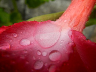 Water droplets on Adenium obesum flowers in the Philippines Photos taken in Poblacion, Baliuag, Bulacan Category:Sitios and puroks of the Philippines Subdivisions of the Philippines Barangays  Poblaci