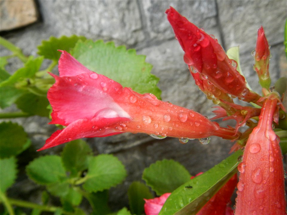 Water droplets on Adenium obesum flowers in the Philippines Photos taken in Poblacion, Baliuag, Bulacan Category:Sitios and puroks of the Philippines Subdivisions of the Philippines Barangays  Poblaci
