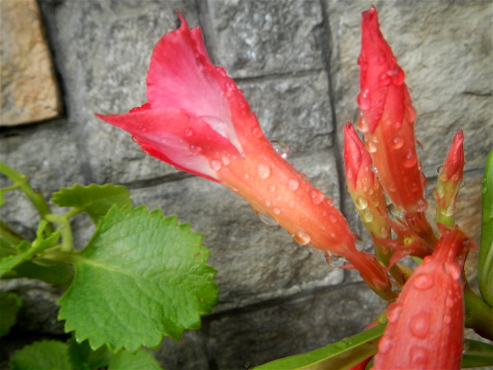 Water droplets on Adenium obesum flowers in the Philippines Photos taken in Poblacion, Baliuag, Bulacan Category:Sitios and puroks of the Philippines Subdivisions of the Philippines Barangays  Poblaci