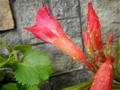 Water droplets on Adenium obesum flowers in the Philippines Photos taken in Poblacion, Baliuag, Bulacan Category:Sitios and puroks of the Philippines Subdivisions of the Philippines Barangays  Poblaci