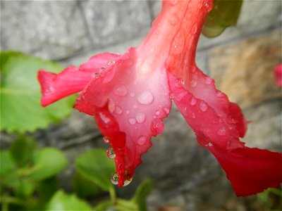 Water droplets on Adenium obesum flowers in the Philippines Photos taken in Poblacion, Baliuag, Bulacan Category:Sitios and puroks of the Philippines Subdivisions of the Philippines Barangays  Poblaci