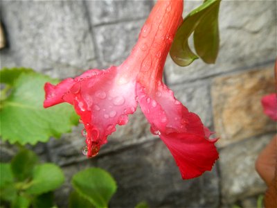 Water droplets on Adenium obesum flowers in the Philippines Photos taken in Poblacion, Baliuag, Bulacan Category:Sitios and puroks of the Philippines Subdivisions of the Philippines Barangays  Poblaci
