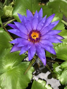Water flower lotus leaf yellow gerbera