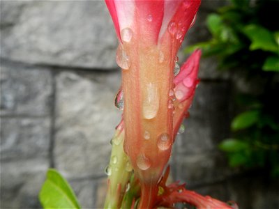Water droplets on Adenium obesum flowers in the Philippines Photos taken in Poblacion, Baliuag, Bulacan Category:Sitios and puroks of the Philippines Subdivisions of the Philippines Barangays  Poblaci