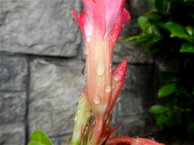 Water droplets on Adenium obesum flowers in the Philippines Photos taken in Poblacion, Baliuag, Bulacan Category:Sitios and puroks of the Philippines Subdivisions of the Philippines Barangays  Poblaci