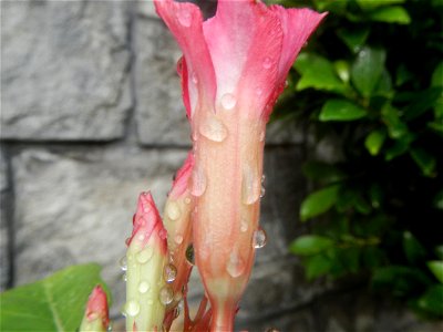 Water droplets on Adenium obesum flowers in the Philippines Photos taken in Poblacion, Baliuag, Bulacan Category:Sitios and puroks of the Philippines Subdivisions of the Philippines Barangays  Poblaci