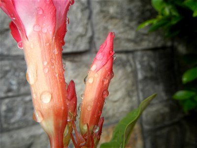 Water droplets on Adenium obesum flowers in the Philippines Photos taken in Poblacion, Baliuag, Bulacan Category:Sitios and puroks of the Philippines Subdivisions of the Philippines Barangays  Poblaci