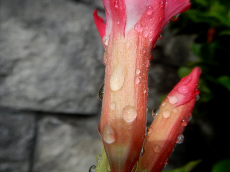 Water droplets on Adenium obesum flowers in the Philippines Photos taken in Poblacion, Baliuag, Bulacan Category:Sitios and puroks of the Philippines Subdivisions of the Philippines Barangays  Poblaci