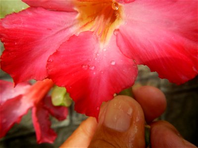 Water droplets on Adenium obesum flowers in the Philippines Photos taken in Poblacion, Baliuag, Bulacan Category:Sitios and puroks of the Philippines Subdivisions of the Philippines Barangays  Poblaci