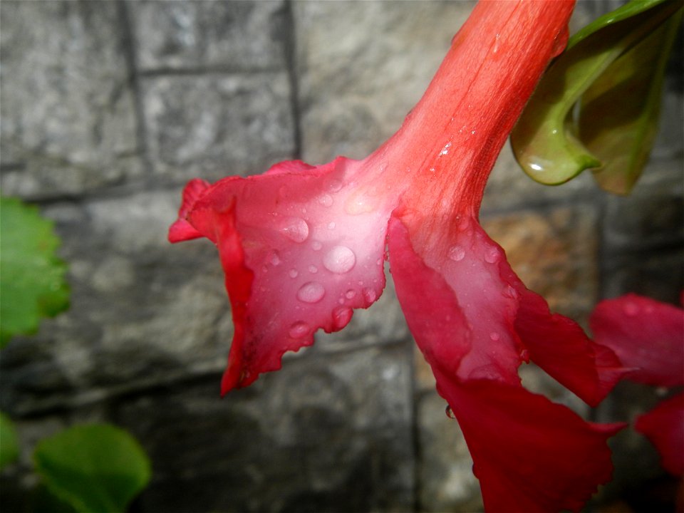 Water droplets on Adenium obesum flowers in the Philippines Photos taken in Poblacion, Baliuag, Bulacan Category:Sitios and puroks of the Philippines Subdivisions of the Philippines Barangays  Poblaci