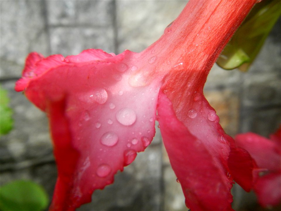 Water droplets on Adenium obesum flowers in the Philippines Photos taken in Poblacion, Baliuag, Bulacan Category:Sitios and puroks of the Philippines Subdivisions of the Philippines Barangays  Poblaci