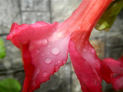 Water droplets on Adenium obesum flowers in the Philippines Photos taken in Poblacion, Baliuag, Bulacan Category:Sitios and puroks of the Philippines Subdivisions of the Philippines Barangays  Poblaci