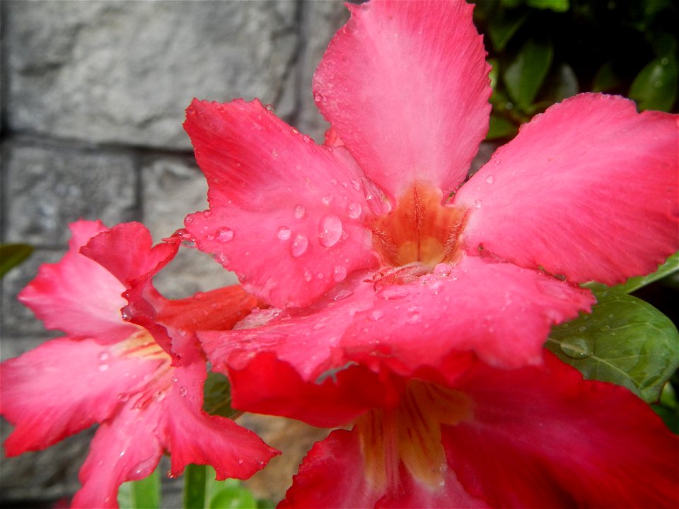 Water droplets on Adenium obesum flowers in the Philippines Photos taken in Poblacion, Baliuag, Bulacan Category:Sitios and puroks of the Philippines Subdivisions of the Philippines Barangays  Poblaci