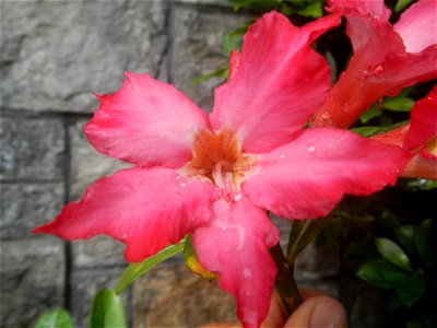 Water droplets on Adenium obesum flowers in the Philippines Photos taken in Poblacion, Baliuag, Bulacan Category:Sitios and puroks of the Philippines Subdivisions of the Philippines Barangays  Poblaci