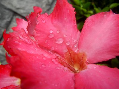 Water droplets on Adenium obesum flowers in the Philippines Photos taken in Poblacion, Baliuag, Bulacan Category:Sitios and puroks of the Philippines Subdivisions of the Philippines Barangays  Poblaci