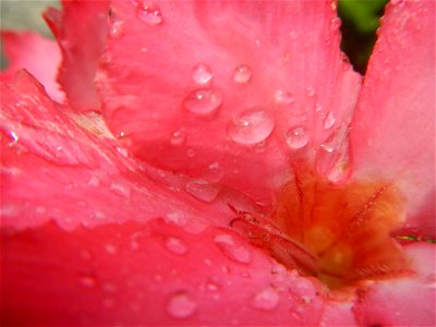 Water droplets on Adenium obesum flowers in the Philippines Photos taken in Poblacion, Baliuag, Bulacan Category:Sitios and puroks of the Philippines Subdivisions of the Philippines Barangays  Poblaci
