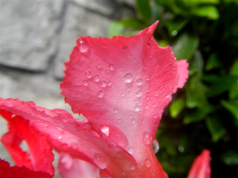 Water droplets on Adenium obesum flowers in the Philippines Photos taken in Poblacion, Baliuag, Bulacan Category:Sitios and puroks of the Philippines Subdivisions of the Philippines Barangays  Poblaci