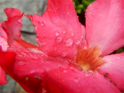 Water droplets on Adenium obesum flowers in the Philippines Photos taken in Poblacion, Baliuag, Bulacan Category:Sitios and puroks of the Philippines Subdivisions of the Philippines Barangays  Poblaci