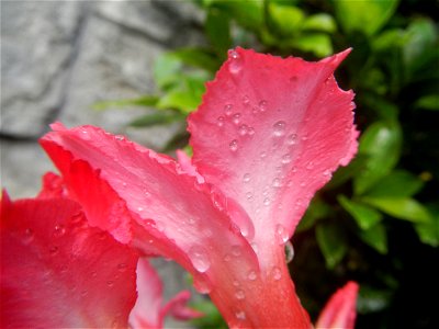 Water droplets on Adenium obesum flowers in the Philippines Photos taken in Poblacion, Baliuag, Bulacan Category:Sitios and puroks of the Philippines Subdivisions of the Philippines Barangays  Poblaci
