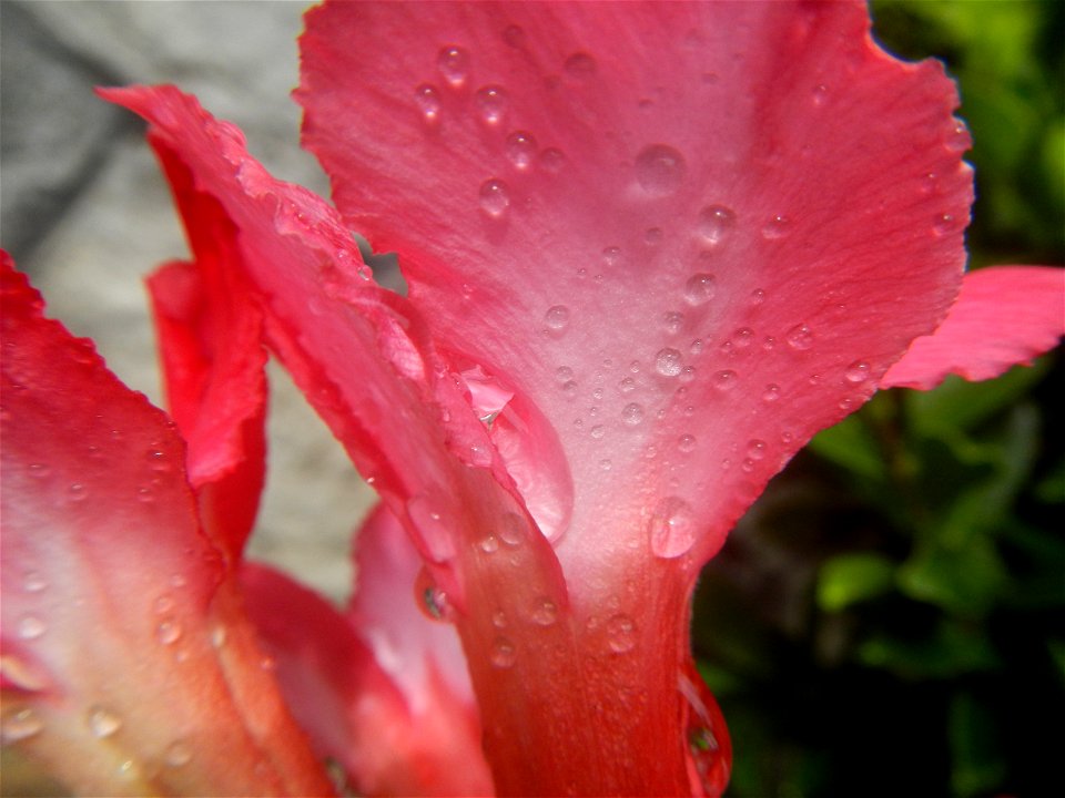 Water droplets on Adenium obesum flowers in the Philippines Photos taken in Poblacion, Baliuag, Bulacan Category:Sitios and puroks of the Philippines Subdivisions of the Philippines Barangays  Poblaci