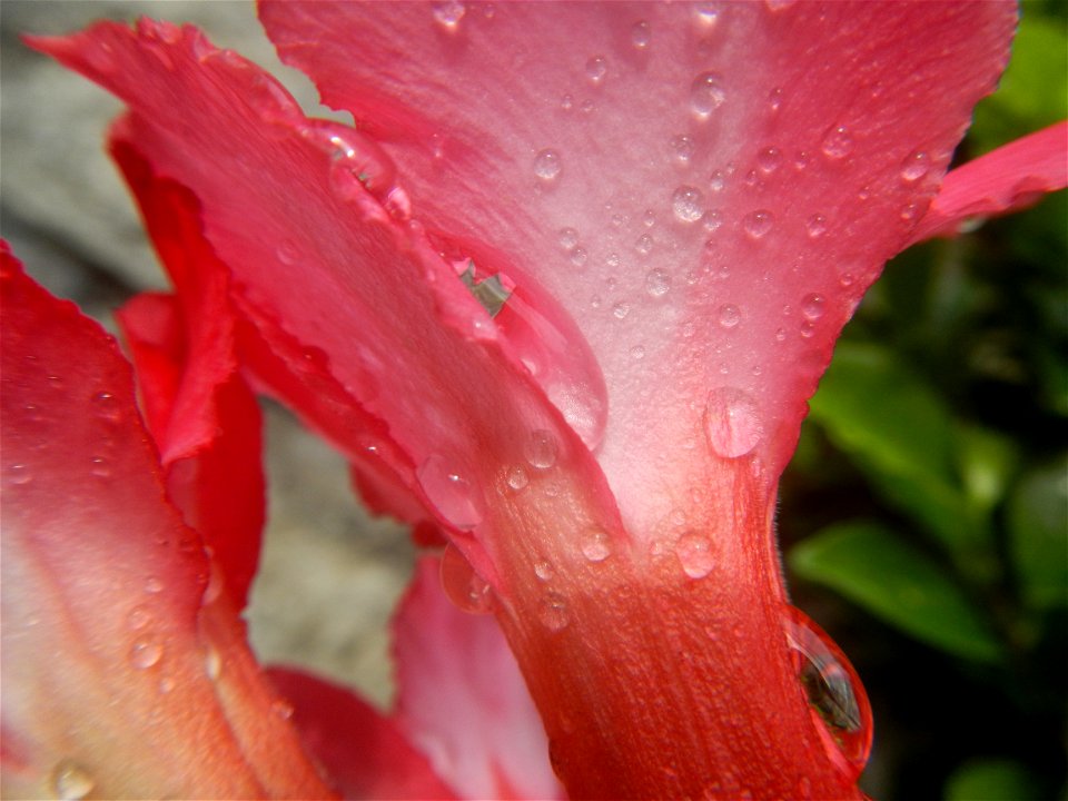 Water droplets on Adenium obesum flowers in the Philippines Photos taken in Poblacion, Baliuag, Bulacan Category:Sitios and puroks of the Philippines Subdivisions of the Philippines Barangays  Poblaci