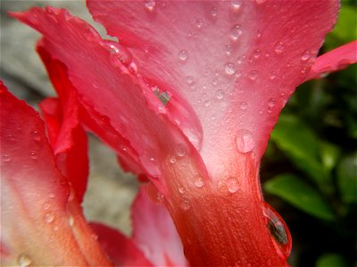 Water droplets on Adenium obesum flowers in the Philippines Photos taken in Poblacion, Baliuag, Bulacan Category:Sitios and puroks of the Philippines Subdivisions of the Philippines Barangays  Poblaci