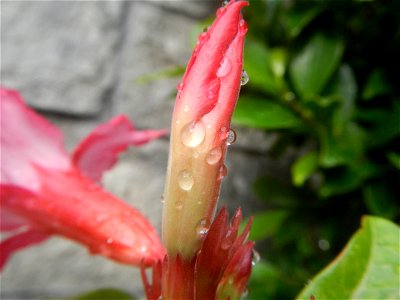 Water droplets on Adenium obesum flowers in the Philippines Photos taken in Poblacion, Baliuag, Bulacan Category:Sitios and puroks of the Philippines Subdivisions of the Philippines Barangays  Poblaci