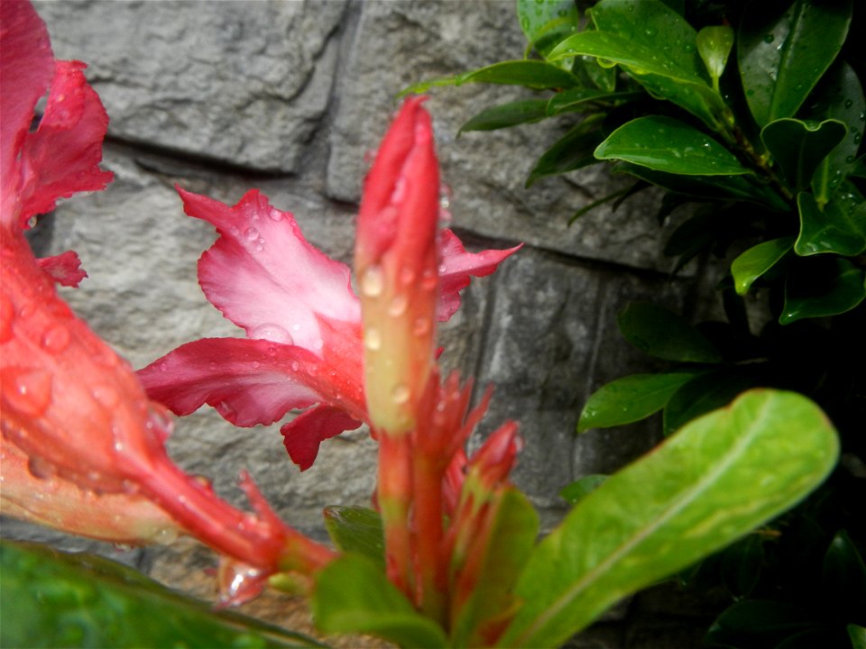 Water droplets on Adenium obesum flowers in the Philippines Photos taken in Poblacion, Baliuag, Bulacan Category:Sitios and puroks of the Philippines Subdivisions of the Philippines Barangays  Poblaci