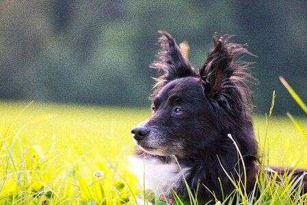 Dog head animal portrait attention