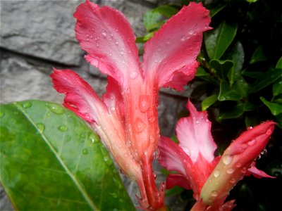 Water droplets on Adenium obesum flowers in the Philippines Photos taken in Poblacion, Baliuag, Bulacan Category:Sitios and puroks of the Philippines Subdivisions of the Philippines Barangays  Poblaci