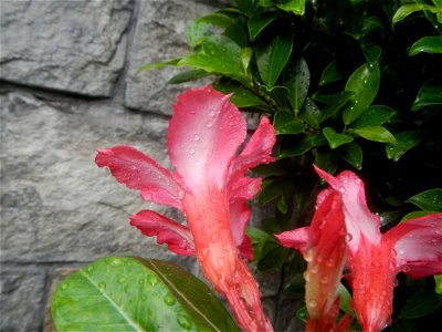 Water droplets on Adenium obesum flowers in the Philippines Photos taken in Poblacion, Baliuag, Bulacan Category:Sitios and puroks of the Philippines Subdivisions of the Philippines Barangays  Poblaci