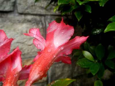 Water droplets on Adenium obesum flowers in the Philippines Photos taken in Poblacion, Baliuag, Bulacan Category:Sitios and puroks of the Philippines Subdivisions of the Philippines Barangays  Poblaci
