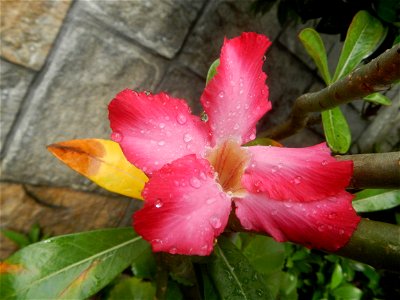 Water droplets on Adenium obesum flowers in the Philippines Photos taken in Poblacion, Baliuag, Bulacan Category:Sitios and puroks of the Philippines Subdivisions of the Philippines Barangays  Poblaci