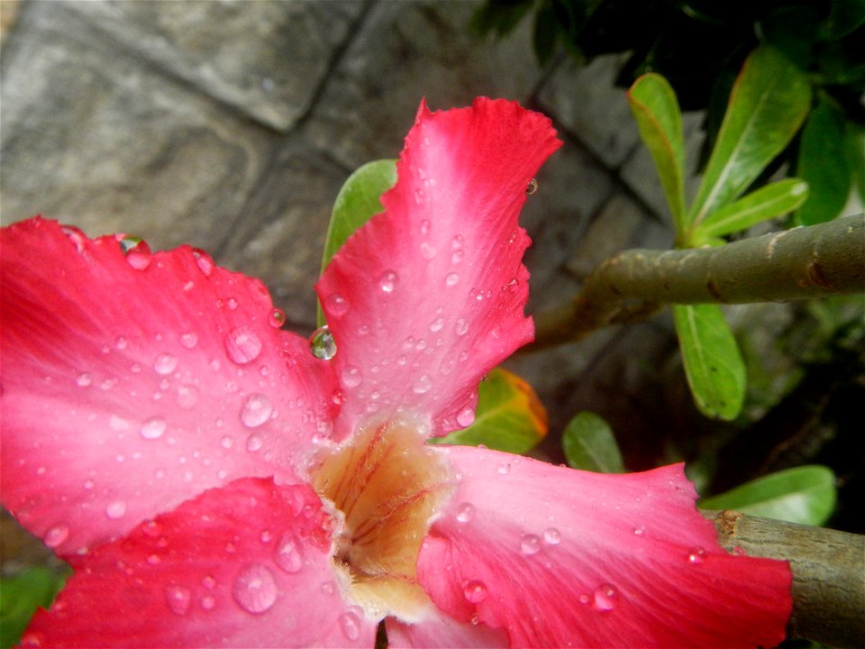 Water droplets on Adenium obesum flowers in the Philippines Photos taken in Poblacion, Baliuag, Bulacan Category:Sitios and puroks of the Philippines Subdivisions of the Philippines Barangays  Poblaci