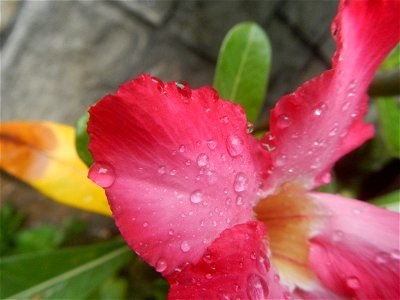 Water droplets on Adenium obesum flowers in the Philippines Photos taken in Poblacion, Baliuag, Bulacan Category:Sitios and puroks of the Philippines Subdivisions of the Philippines Barangays  Poblaci