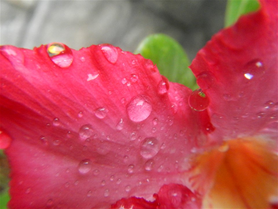 Water droplets on Adenium obesum flowers in the Philippines Photos taken in Poblacion, Baliuag, Bulacan Category:Sitios and puroks of the Philippines Subdivisions of the Philippines Barangays  Poblaci