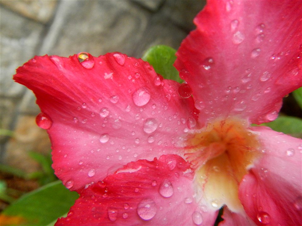 Water droplets on Adenium obesum flowers in the Philippines Photos taken in Poblacion, Baliuag, Bulacan Category:Sitios and puroks of the Philippines Subdivisions of the Philippines Barangays  Poblaci