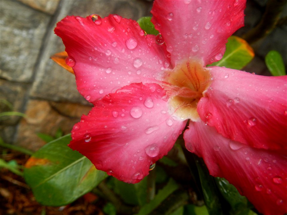 Water droplets on Adenium obesum flowers in the Philippines Photos taken in Poblacion, Baliuag, Bulacan Category:Sitios and puroks of the Philippines Subdivisions of the Philippines Barangays  Poblaci
