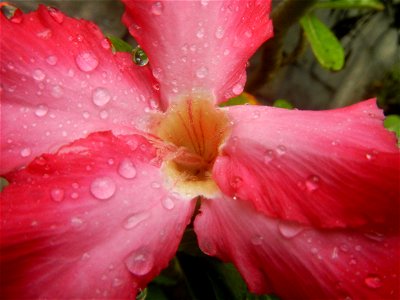 Water droplets on Adenium obesum flowers in the Philippines Photos taken in Poblacion, Baliuag, Bulacan Category:Sitios and puroks of the Philippines Subdivisions of the Philippines Barangays  Poblaci