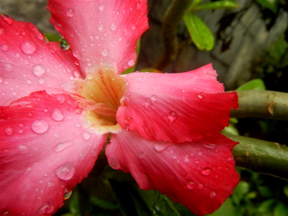 Water droplets on Adenium obesum flowers in the Philippines Photos taken in Poblacion, Baliuag, Bulacan Category:Sitios and puroks of the Philippines Subdivisions of the Philippines Barangays  Poblaci