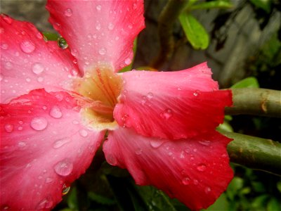 Water droplets on Adenium obesum flowers in the Philippines Photos taken in Poblacion, Baliuag, Bulacan Category:Sitios and puroks of the Philippines Subdivisions of the Philippines Barangays  Poblaci