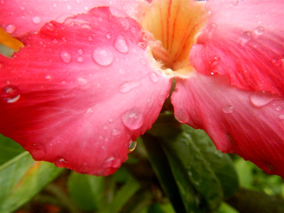 Water droplets on Adenium obesum flowers in the Philippines Photos taken in Poblacion, Baliuag, Bulacan Category:Sitios and puroks of the Philippines Subdivisions of the Philippines Barangays  Poblaci