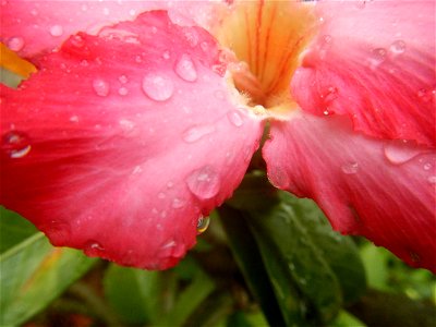 Water droplets on Adenium obesum flowers in the Philippines Photos taken in Poblacion, Baliuag, Bulacan Category:Sitios and puroks of the Philippines Subdivisions of the Philippines Barangays  Poblaci