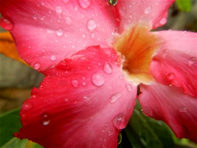 Water droplets on Adenium obesum flowers in the Philippines Photos taken in Poblacion, Baliuag, Bulacan Category:Sitios and puroks of the Philippines Subdivisions of the Philippines Barangays  Poblaci