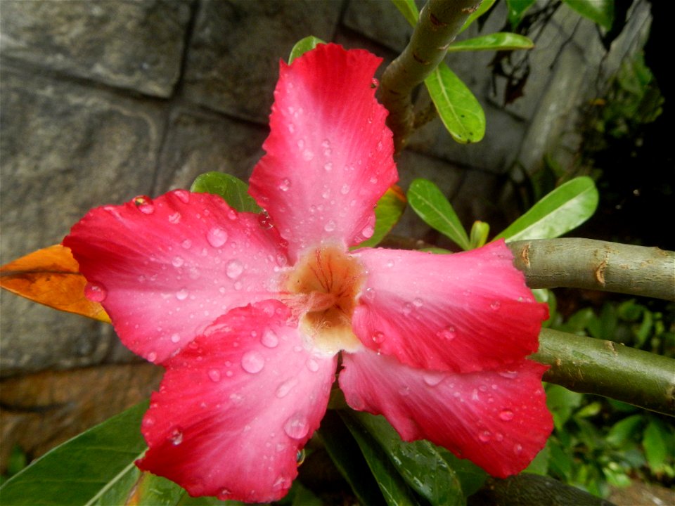 Water droplets on Adenium obesum flowers in the Philippines Photos taken in Poblacion, Baliuag, Bulacan Category:Sitios and puroks of the Philippines Subdivisions of the Philippines Barangays  Poblaci